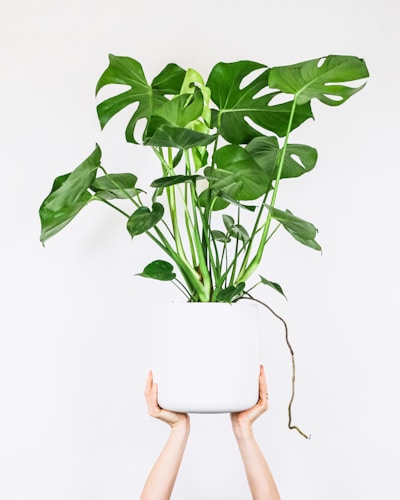 Monstera Variegata